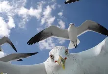 seagulls 1600x1200 wallpaper Art HD Wallpaper